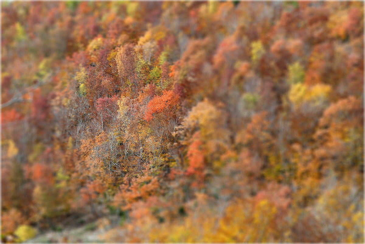 Non solo colori per le foto d'autunno