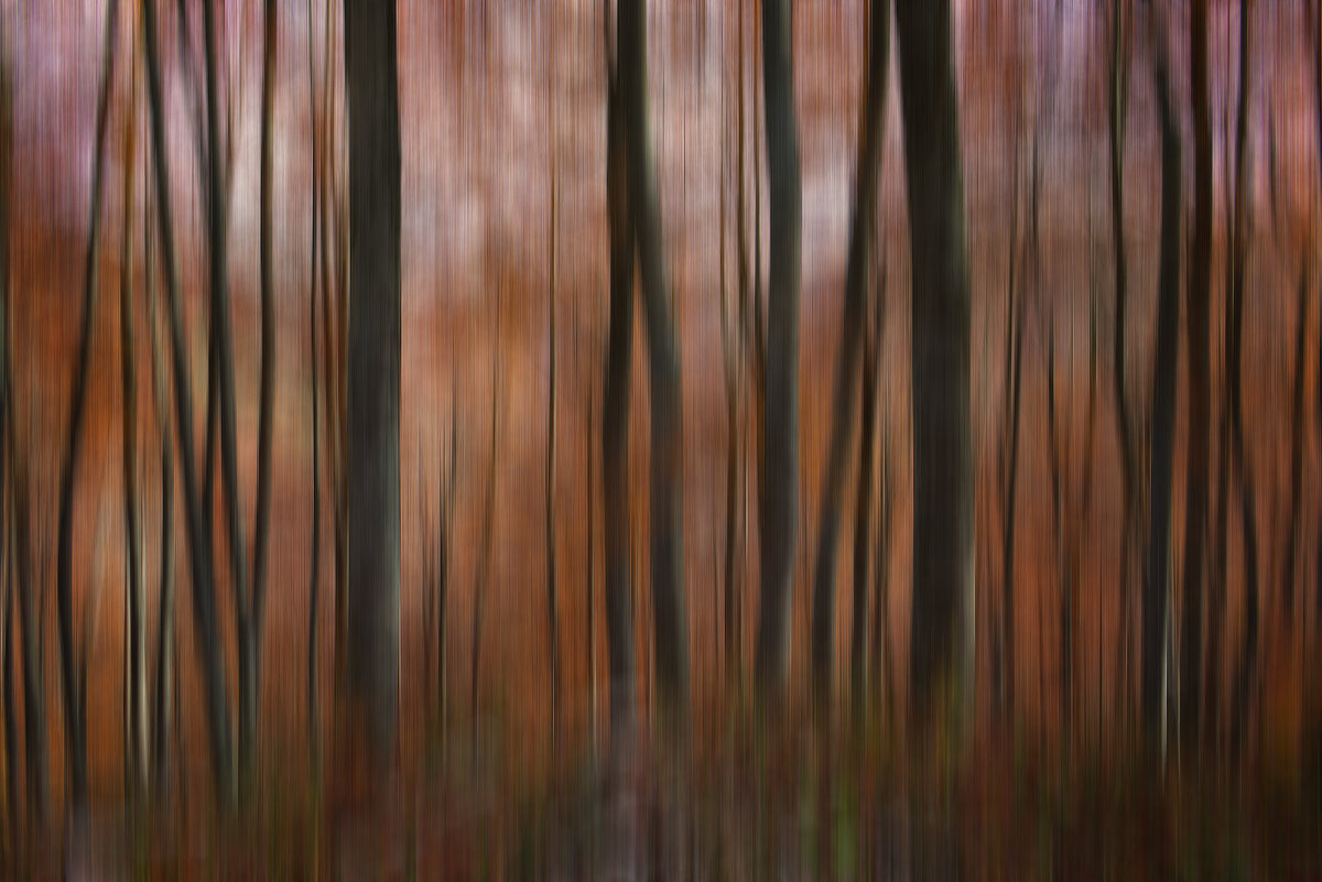 Il bosco e l'autunno mosso creativo