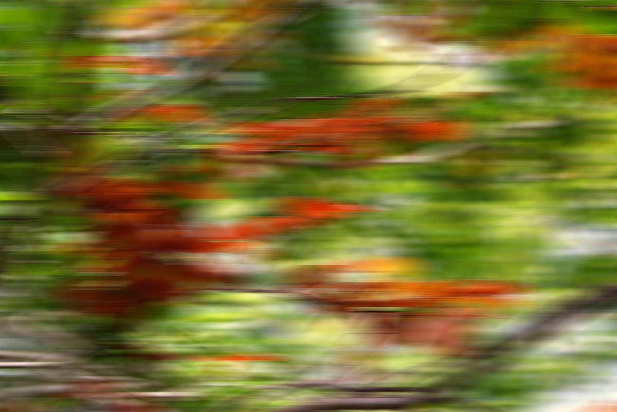 foto creative di foglie in autunno