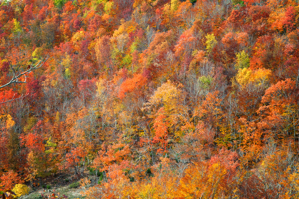Foliage colori autunnali