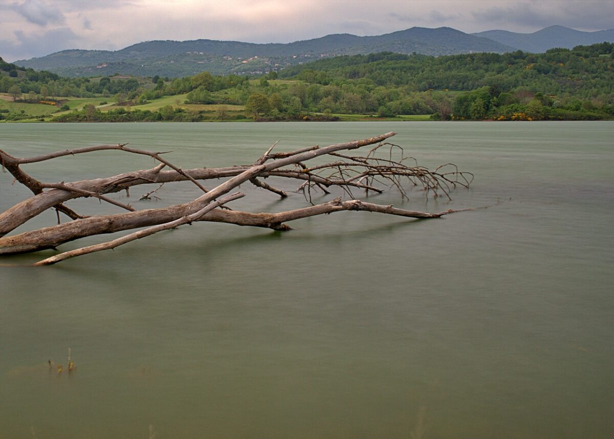 albero nel lago