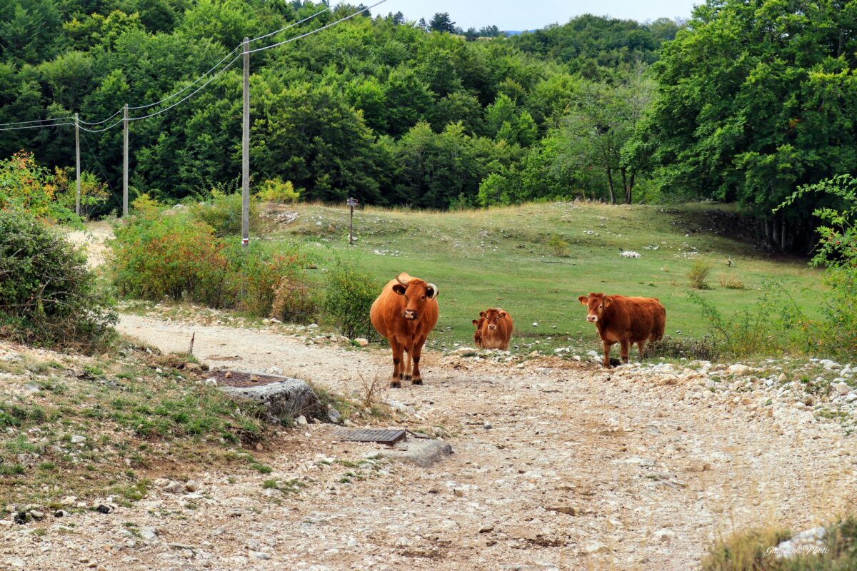 Mucche al pascolo